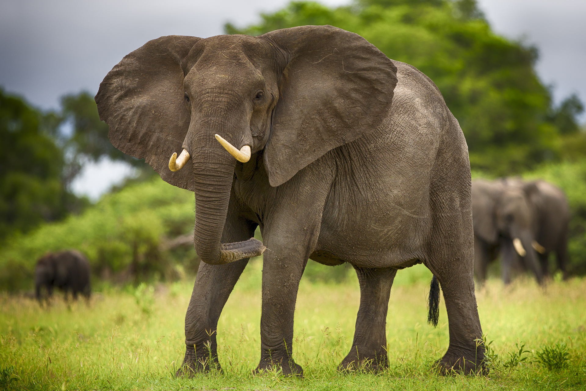 Elephant