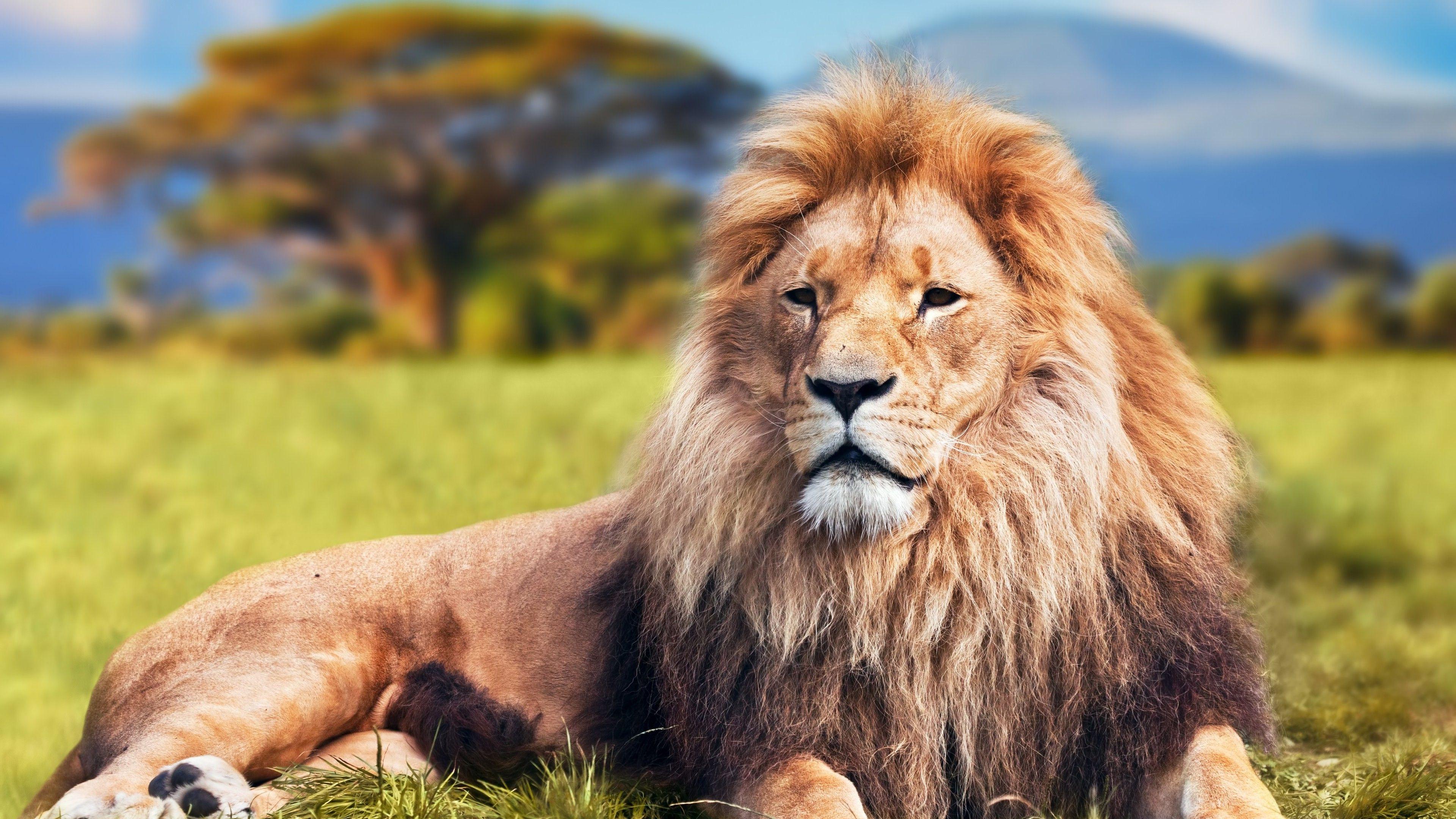 Lion